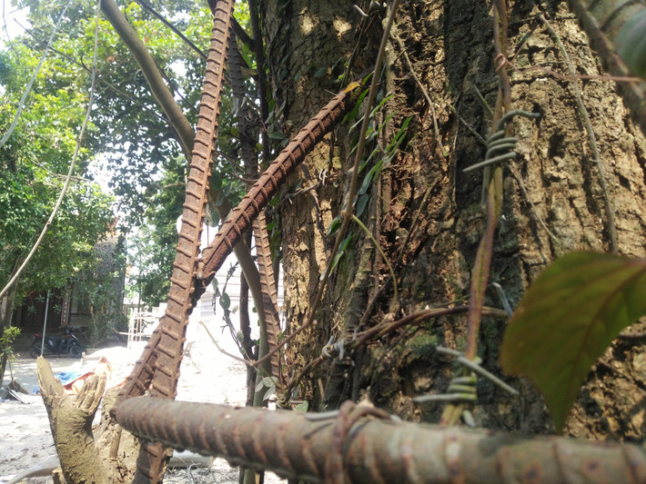 Trước đó, ông Vũ Văn Tuyến (trưởng thôn Phụ Chính) cho biết, việc chặt hạ cây sưa với mục đích để người dân không phải mất ăn, mất ngủ khi phải ngồi canh cây sưa.