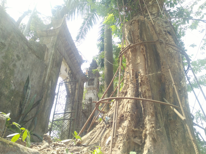 Cây sưa đỏ này được ví như “kho báu” của người dân địa phương bởi giá trị rất cao.