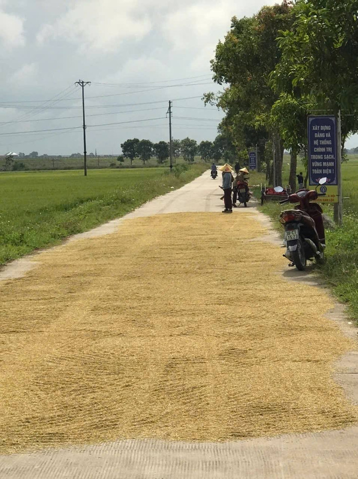 Người dân tận dụng thời tiết còn nắng ráo để nhanh chóng phơi lúa và thu gom rơm rạ.