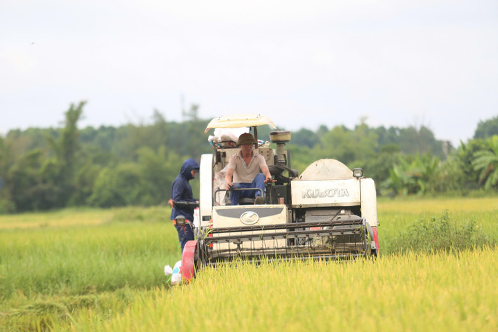 Dù lúa mới chín được 80%, nhưng người dân các xã Cẩm Bình, Đồng Tiến, Thạch Lạc, Thiên Cầm, Xuân Lộc, Trường Lưu... (tỉnh Hà Tĩnh) vẫn khẩn trương thuê máy cơ giới để thu hoạch, nhằm chạy đua với bão số 5 Kajiki đang tiến sát vào đất liền.