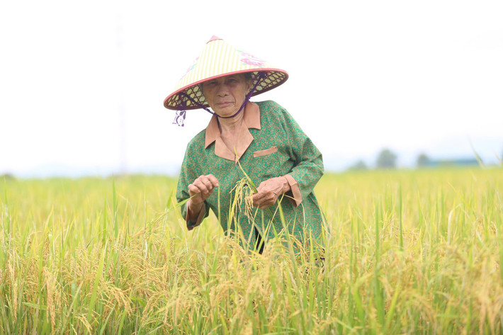 Còn bà Lê Thị Loan (xã Cẩm Bình) cho hay, nhà tôi còn hơn 5 sào lúa, nếu chờ thêm vài ngày nữa mới gặt, chắc chắn mưa bão sẽ làm đổ rạp, thiệt hại lớn là điều khó tránh khỏi. Vì vậy, gia đình bà Loan quyết định thu hoạch sớm để đưa về nhà.