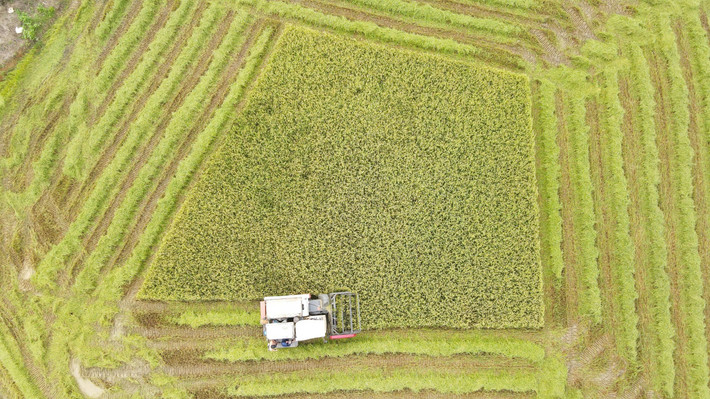 Được biết, vụ hè thu năm nay, xã Cẩm Bình có gần 1.500 ha lúa. Đến nay, có khoảng 30% diện tích lúa đã chín. Trước dự báo bão số 5, địa phương đã chỉ đạo các thôn huy động tối đa máy gặt và nhân lực tập trung thu hoạch diện tích lúa đã chín.