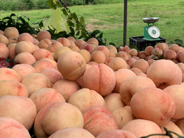 Dao Sapa to mong ban o Sai Gon va su that khien ai cung bat ngo-Hinh-4