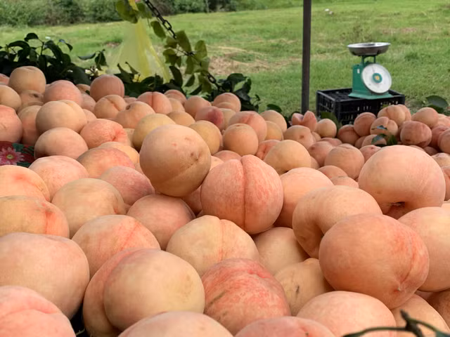 Dao Sapa to mong ban o Sai Gon va su that khien ai cung bat ngo-Hinh-4