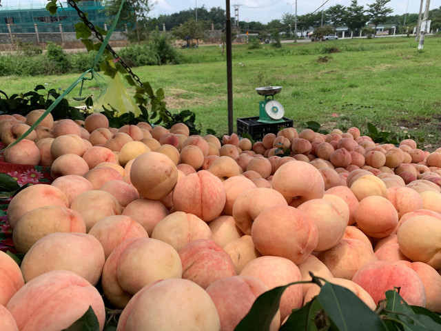 Dao Sapa to mong ban o Sai Gon va su that khien ai cung bat ngo-Hinh-2