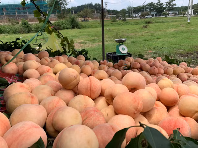 Dao Sapa to mong ban o Sai Gon va su that khien ai cung bat ngo-Hinh-2