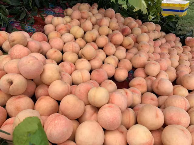 Dao Sapa to mong ban o Sai Gon va su that khien ai cung bat ngo-Hinh-3