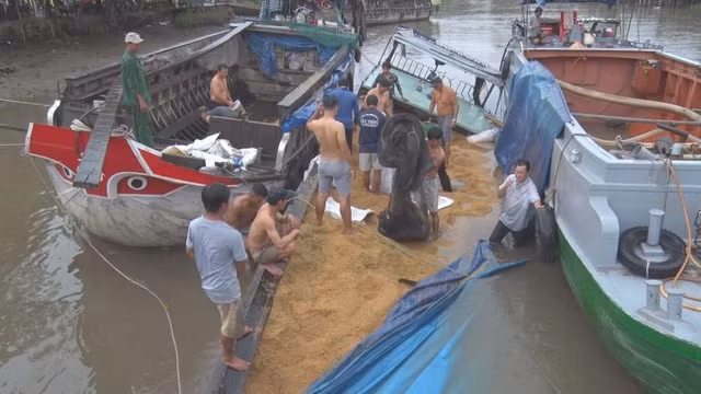 Ghe cho 50 tan lua tong sap cau o mien Tay-Hinh-3