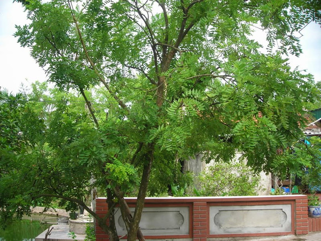 Phong thủy nhà cửa: Muốn con cái đỗ đạt vinh hiển, nên trồng những cây này trước nhà Phong thuy nha cua: Muon con cai do dat vinh hien, nen trong nhung cay nay truoc nha