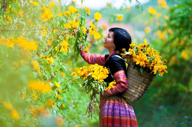 Lãng đãng mùa hoa Dã Quỳ trên cao nguyên Mộc Châu - Hình 2 Lang dang mua hoa Da Quy tren cao nguyen Moc Chau-Hinh-2