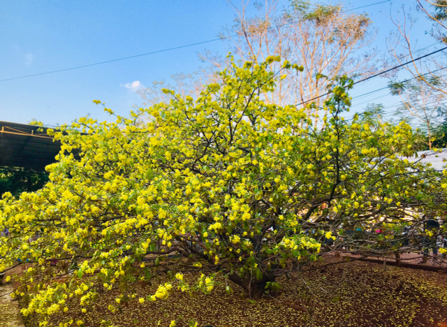 Chiem nguong cay mai 'khung' o Dong Nai-Hinh-2
