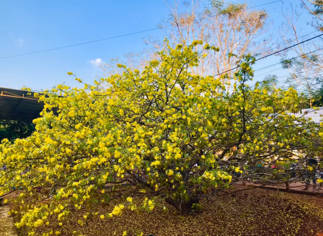 Chiem nguong cay mai 'khung' o Dong Nai-Hinh-2