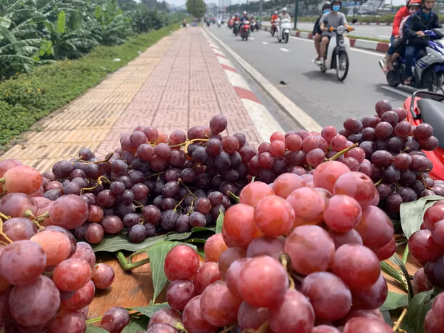 Su that nga ngua 'nho My, nho vuon'… ban doc duong Sai Gon-Hinh-2