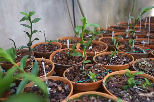 Nhom lua dao ban lan dot bien gia hang ty dong bi bat