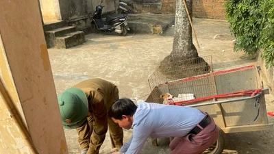 Phòng chống bệnh dại tại Hà Nội, cần chủ động tiêm phòng và giám sát