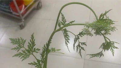 Cẩn thận với cây dại ven ruộng dễ gây ngộ độc cấp tính