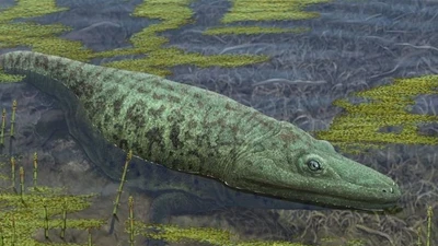 Lưỡng cư nửa cá nửa ếch to hệt tê giác từng thống trị đầm lầy