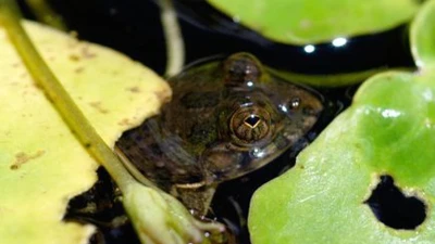 Khám phá năng lực siêu nhiên của ếch lướt mặt nước tại Ấn Độ