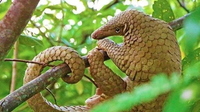 Bất ngờ sự thật về loài thú duy nhất có vảy