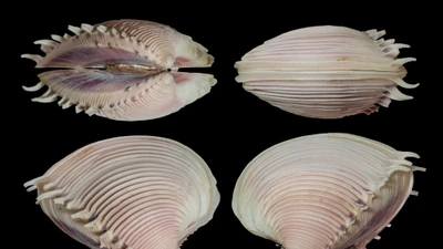 Vỏ ngao vệ nữ gai lược: biểu tượng của vẻ đẹp và sự bền vững của biển cả