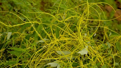 Hành trình của dây tơ hồng: Ký sinh và phát triển nhanh chóng