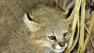 Mèo Colocolo: Kẻ săn mồi nhỏ bé nhưng quan trọng trong hệ sinh thái