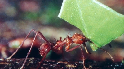 Kiến cắt lá: Loài côn trùng làm nông nghiệp từ hàng triệu năm trước