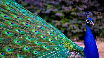 Loài công lộng lẫy, biểu tượng sinh tồn và văn hóa phương Đông