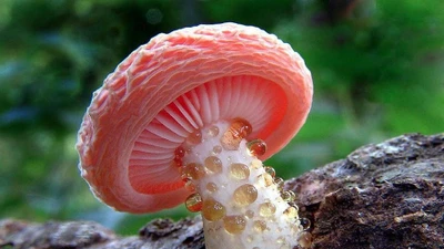 Cận cảnh loài nấm hiếm có mùi hương kỳ lạ