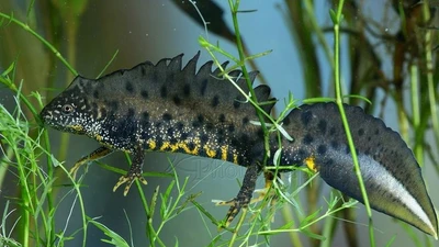 Tận mục loài sa giông mào, biểu tượng của hệ sinh thái sạch