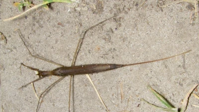 Bọ que nước: loài côn trùng thủy sinh có khả năng thích nghi cao