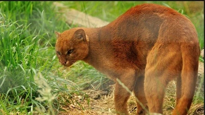 Khám phá beo chồn: Loài thú lạ, ít tiếng kêu và sống đơn độc ở châu Mỹ