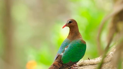 Khám phá chim cu luồng: Loài chim rừng đặc biệt với tiếng gáy trầm ấm