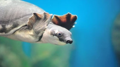 Rùa sông mũi lợn: Biểu tượng của sự thích nghi kỳ diệu trong nước