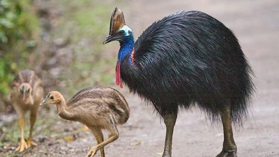 Khám phá đà điểu mào hai yếm: Bí ẩn về loài chim cổ xưa