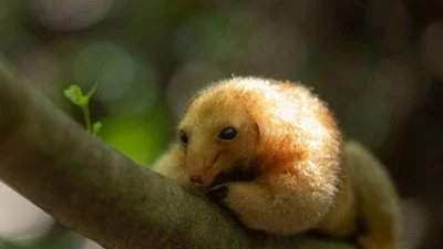 Bí ẩn về thú ăn kiến lông mượt ít người biết đến