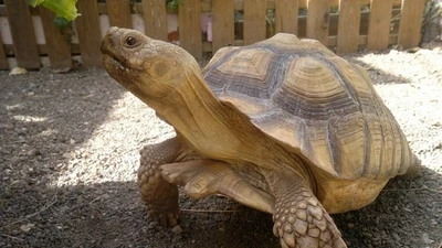 Rùa cựa châu Phi: Loài rùa cạn lớn thứ ba thế giới