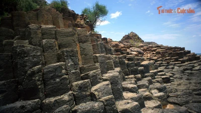 Gành Đá Đĩa: Kỳ quan đá bazan hình cột độc đáo của Việt Nam