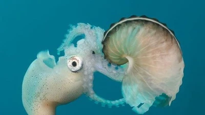 Khám phá loài mực phủ có cánh: vẻ đẹp và bí ẩn của đại dương