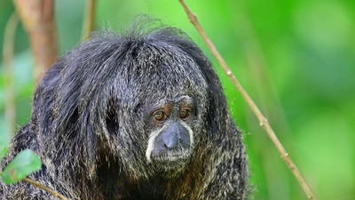 Khỉ thầy tu: Biểu tượng kỳ lạ của rừng nhiệt đới Amazon