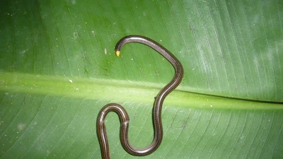 Độc đáo loài rắn giun chỉ nhỏ nhất thế giới