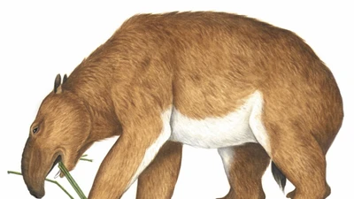 Loài thú khổng lồ Australia cổ đại có thể đã tuyệt chủng do con người