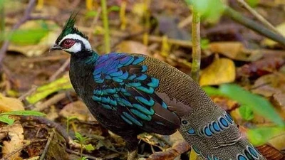 Bí ẩn loài chim quý hiếm trên đảo Palawan