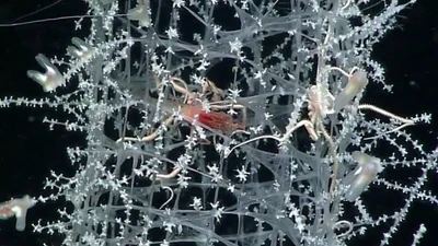 Cấu trúc kỳ diệu của hải miên giỏ hoa và ứng dụng công nghệ