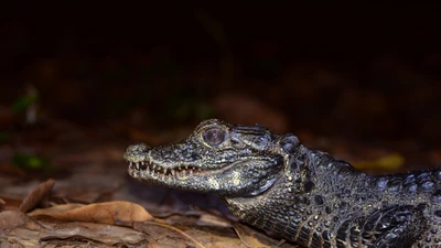 Khám phá loài cá sấu nhỏ nhất thế giới chỉ có ở châu Phi