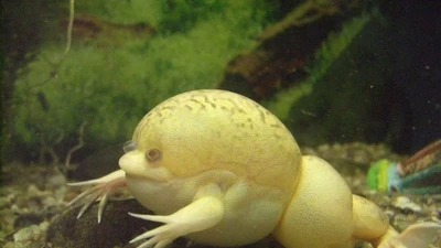 Kiểu săn mồi có 1-0-2 của loài ếch không lưỡi quái dị 