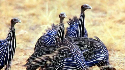 Gà sao kền kền - loài chim lớn nhất với bộ lông kim loại độc đáo