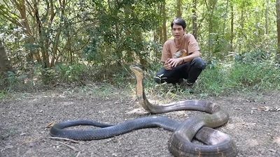 Choáng với rắn độc dài nhất hành tinh, Việt Nam có nhiều 