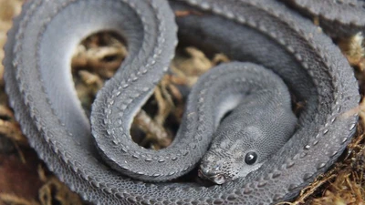 Loài rắn rồng kỳ dị khiến dân Đông Nam Á tin là rồng sống