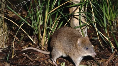 Hành trình bảo tồn potoroo, thú có túi cổ xưa của Australia